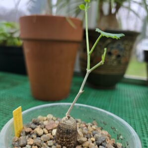 Ibervillea tenuissecta