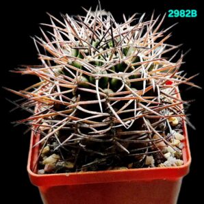 Gymnocalycium schickendantzii -P 17A (8x8)-2982B