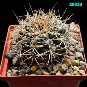 Gymnocalycium fischeri ssp suyuquense -Piltz (10x10)-2983B