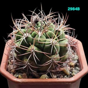 Gymnocalycium pfanzii var. albipulpa (12x12)-2984B
