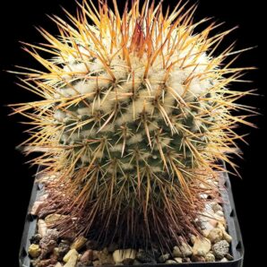Mammillaria petersonii (12x12)-2985B