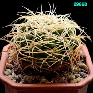 Gymnocalycium monvillei var. steineri –Piltz (12x12)-2986B