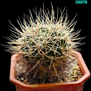 Gymnocalycium gibbosum ssp. ferox (12x12)-2987B