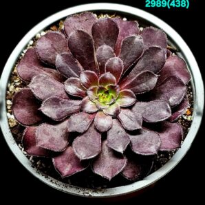 Aeonium `Zwartkin` (D plant=10)-2989(438)