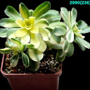 Aeonium castello-paivae fa. variegata (D pl.=8)-2990(236)