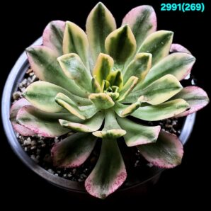Aeonium `Bronze Medal` fa. variegate (8x8)-2991(269)