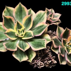 Aeonium decorum `Sunburst` fa. variegata + monstruosa fa (D=14)-2993(92)