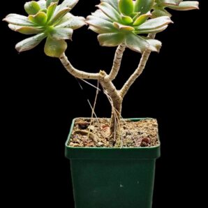 Aeonium domesticum (3h)(D pl.=11)-2994(151)