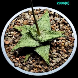 Aloe hybrid `Corduroy` (D=10)-2996(6)
