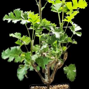 Pelargonium gibbosum (caudex fa) (11x11, H pl.=36)-2997(164)