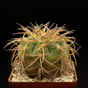 Gymnocalycium spegazzinii
