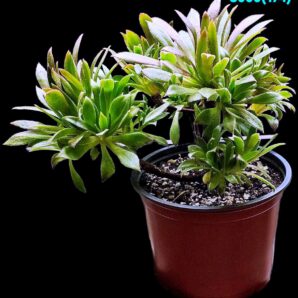 Aeonium `Cornish Tribute` (D plant=19)-3000(174)