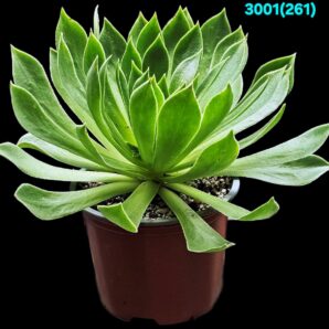 Aeonium `Emerald Flame` (D plant=15)-3001(261)