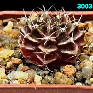 Gymnocalycium hybrid [friedrichii `Aqua Dulce` X friedrichii `Zebra Violet`] (5x5)-3003(364-2)