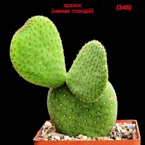 Opuntia microdasys `Inermis` (no glochidia!) (7x7)-3004(345)