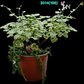 Pelargonium `Creamy Nutmeg` (D pl.=22)-3014(198)