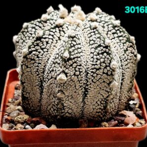 Astrophytum hybrid [niveum X `SK`] (7x7)-3016B