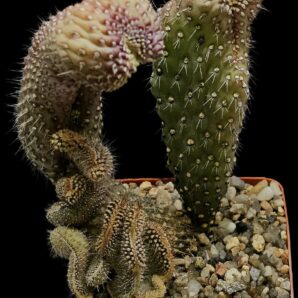 Cylindropuntia fulgida var. mammillata fa. monstrosa (6x6)- 3017(263)