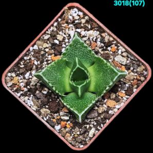 Faucaria tigrina –Linton (6x6)-3018(107)