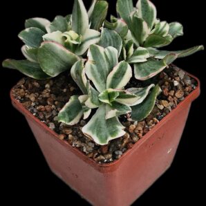Crassula arborescens `Curly Green` fa. variegata –Korea (10x10)-3023(89)