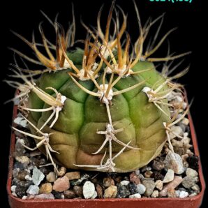 Gymnocalycium euripleurum fa. incultispinus (abnormal spines) (7x7)-3024(195)