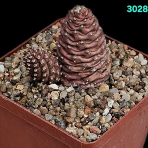 Tephrocactus articulatus `strobiliformis` (diadematus `inermis`) - GC 977,05(7x7)-3028(237)