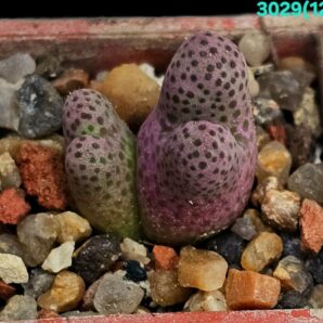 Conophytum marginatum ssp. haramoepense -ARM 955D (2h)(3x3)-3029(120)