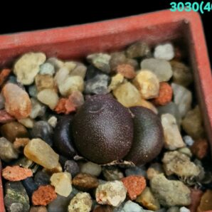 Conophytum brunneum -CR 1141, near Nuwerus (3h)(3x3)- 3030(469)