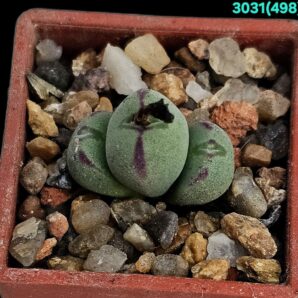 Conophytum meyeri `leopardinum` -VD 5612 (3h)(3x3)- 3031(498)