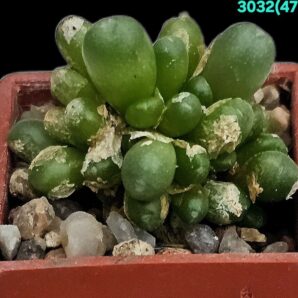Conophytum saxetanum –Uitsig (3x3)-3032(476)