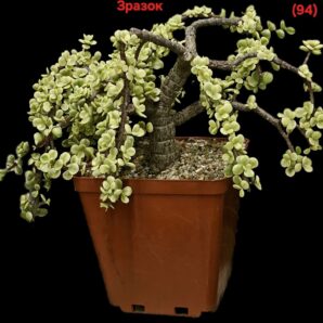 Portulacaria afra fa variegata (Elephant Bush) (for bonsai) (8x8)- 3033(94-1)
