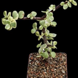 Portulacaria afra fa variegata (Elephant Bush) (for bonsai) (8x8)- 3034(94-2)