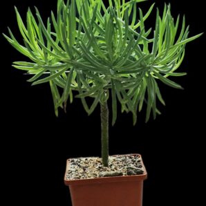 Senecio barbertonicus (for bonsai) (10x10)-3035(120)