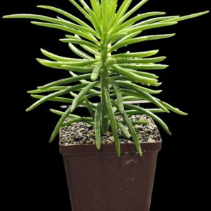Senecio barbertonicus (for bonsai) (8х8)-3036(120)