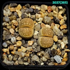 Lithops marmorata (syn. framesii) (pink) -C 365 (2h) (5x5)- 3037(365)
