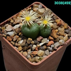 Conophytum uviforme –Haage (2h)(5x5)-3038(459)
