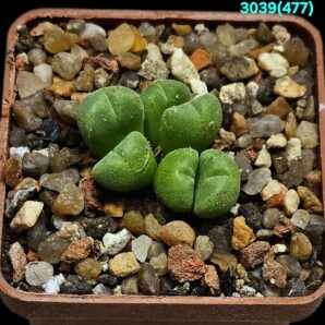 Conophytum hians- VD 5581 (6h)(5x5)-3039(477)