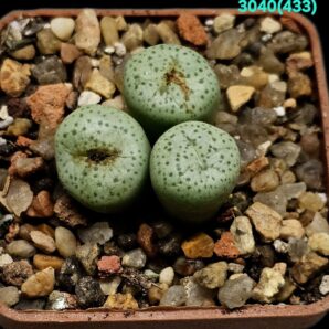 Conophytum truncatum `calitzdorpense` -Doornkloof (3h)(5x5)- 3040(433)