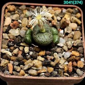 Conophytum obcordellum `giftbergense` -Lav 25642 (5x5)- 3041(374)