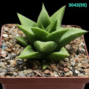Haworthia marginata var. ramose (8x8)-3043(55)