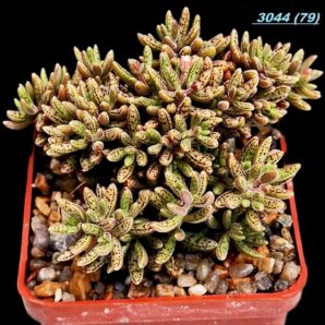 Crassula humbertii (exotic dwarf) - South Africa (6x6)-3044(79)