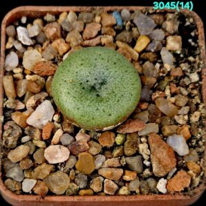 Conophytum ernstii -EvJ 8512 (5x5)-3045(14)
