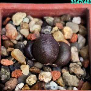 Conophytum brunneum -CR 1141, near Nuwerus (3h)(3x3)- 3047(469)