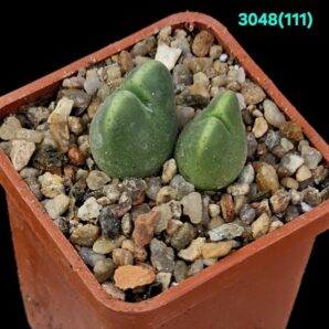 Conophytum blandum -TS 475, Pofodderkop (2h)(5x5)- 3048(111)
