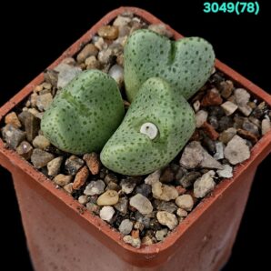 Conophytum taylorianum ssp. taylorianum- DH 3049 (3h)- 2949(78)