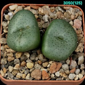Conophytum flavum -Blesberg, COP 80-05 (2h)(5x5)-3050(125)