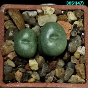 Conophytum minutum -LAV 26670A (2h)(3х3)-3051(410)