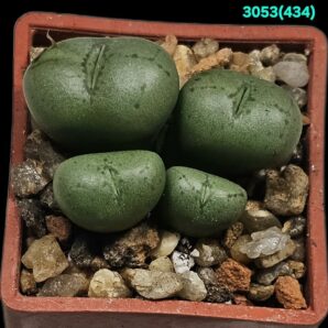 Conophytum uviforme` litorale` -Papendorp, MSG (4h)(3x3))- 3053(434)