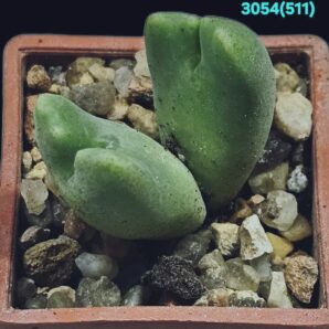 Conophytum quaesitum var. rostratum -SB 1100 (2h)(3x3)- 3054(511)