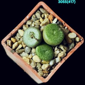 Conophytum obscurum ssp. sponsaliorum -ARM 590, COP 14- 14 (3h)(3x3)-3055(417)